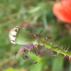 Photographie n°2428831 du taxon Papaver rhoeas L.