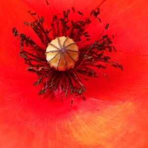 Photographie n°2428832 du taxon Papaver rhoeas L.