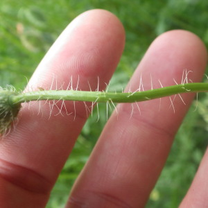 Photographie n°2428833 du taxon Papaver rhoeas L.