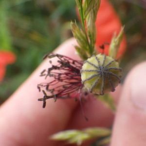 Photographie n°2428834 du taxon Papaver rhoeas L.