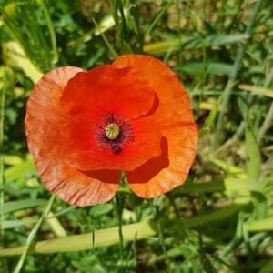 Photographie n°2428939 du taxon Papaver rhoeas L.