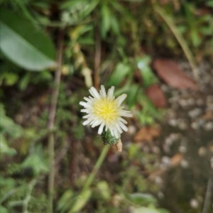 Photographie n°2428966 du taxon Sonchus oleraceus L.