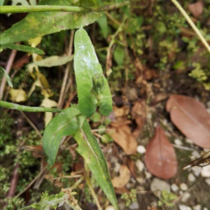 Photographie n°2428967 du taxon Sonchus oleraceus L.