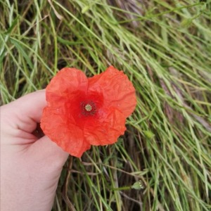 Photographie n°2428978 du taxon Papaver rhoeas L.