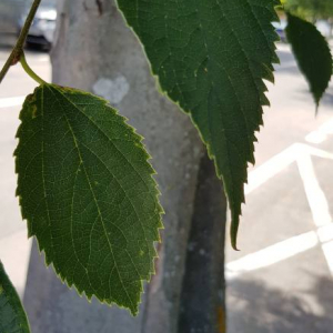 Photographie n°2428989 du taxon Celtis australis L.