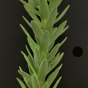 Photographie n°2428991 du taxon Euphorbia paralias L. [1753]