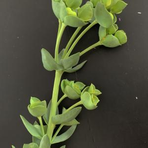 Photographie n°2428992 du taxon Euphorbia paralias L. [1753]