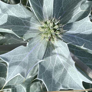 Photographie n°2429000 du taxon Eryngium maritimum L. [1753]