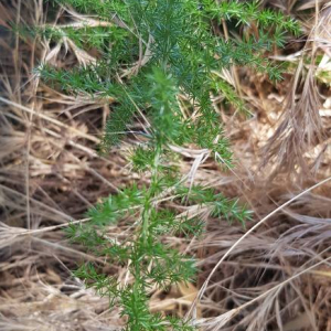 Photographie n°2429019 du taxon Asparagus acutifolius L.