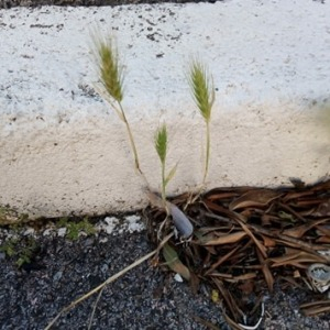 Photographie n°2429177 du taxon Hordeum murinum L.