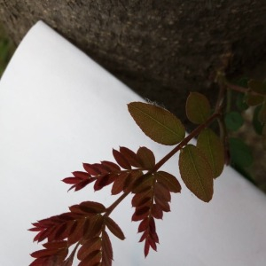 Photographie n°2429230 du taxon Gleditsia triacanthos L.