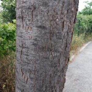 Photographie n°2429233 du taxon Gleditsia triacanthos L.