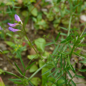 Photographie n°2429245 du taxon Ervum gracile (Lois.) DC.