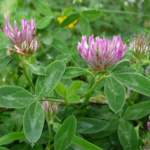 Photographie n°2429265 du taxon Trifolium medium subsp. medium