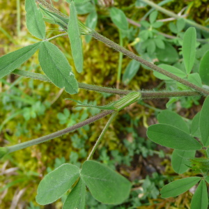 Photographie n°2429266 du taxon Trifolium medium subsp. medium