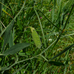 Photographie n°2429300 du taxon Lathyrus hirsutus L.