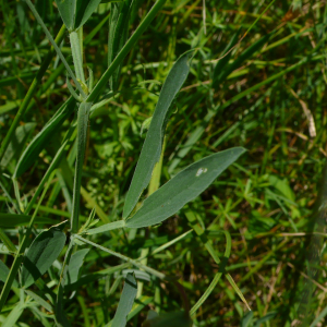 Photographie n°2429301 du taxon Lathyrus hirsutus L.