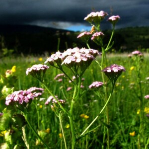 Photographie n°2429302 du taxon Achillea roseo-alba Ehrend. [1959]