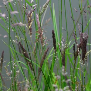 Photographie n°2429357 du taxon Holcus lanatus L.