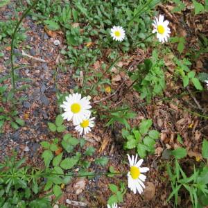 Photographie n°2429404 du taxon Leucanthemum vulgare Lam. [1779]