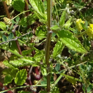 Photographie n°2429428 du taxon Stachys annua (L.) L.