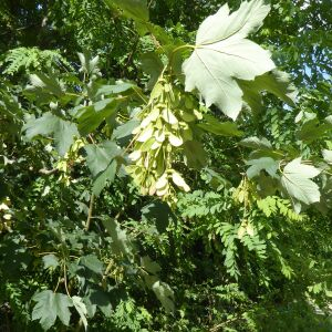 Photographie n°2429527 du taxon Acer pseudoplatanus L.