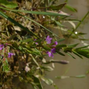 Photographie n°2429561 du taxon Lythrum hyssopifolia L. [1753]