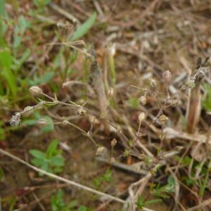 Photographie n°2429562 du taxon Lythrum hyssopifolia L. [1753]