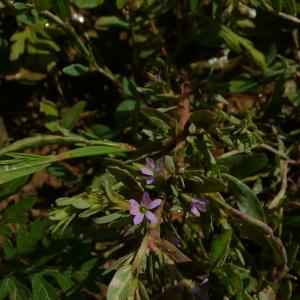 Photographie n°2429564 du taxon Lythrum hyssopifolia L. [1753]