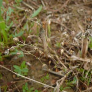 Photographie n°2429570 du taxon Spergula arvensis L. [1753]