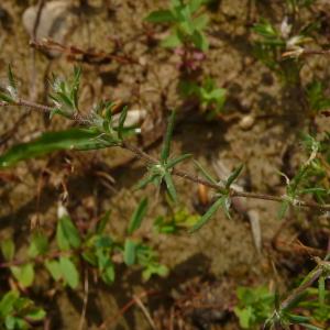 Photographie n°2429571 du taxon Spergula arvensis L. [1753]