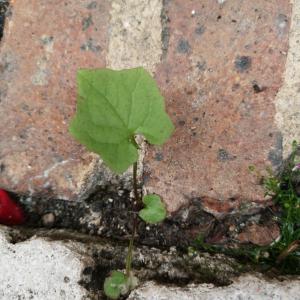 Photographie n°2429577 du taxon Lactuca muralis (L.) G.Mey.