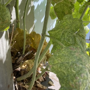 Photographie n°2429583 du taxon Alcea rosea L.