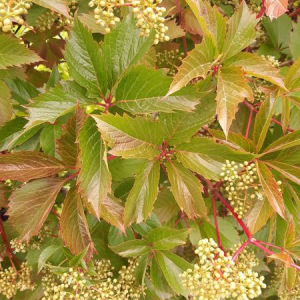 Photographie n°2429604 du taxon Parthenocissus quinquefolia (L.) Planch.