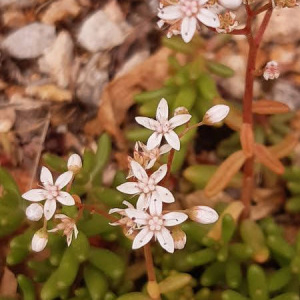 Photographie n°2429605 du taxon Sedum album L.