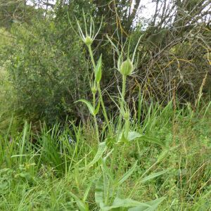 Photographie n°2429660 du taxon Dipsacus fullonum L. [1753]