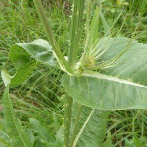 Photographie n°2429663 du taxon Dipsacus fullonum L. [1753]