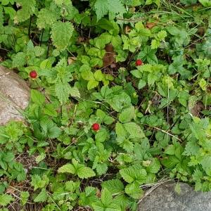 Photographie n°2429690 du taxon Potentilla indica (Andrews) Th.Wolf