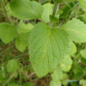 Photographie n°2429693 du taxon Mentha aquatica L. [1753]