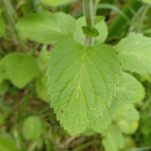 Photographie n°2429699 du taxon Mentha aquatica L. [1753]