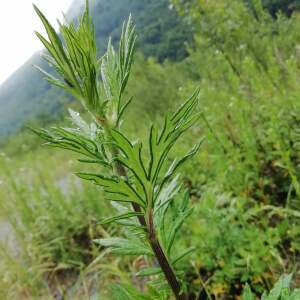 Photographie n°2429706 du taxon Artemisia vulgaris L.