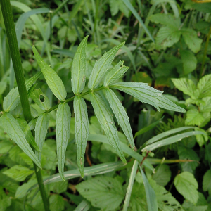 Photographie n°2429716 du taxon Valeriana officinalis L. [1753]