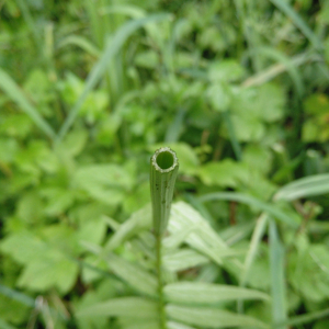 Photographie n°2429725 du taxon Valeriana officinalis L. [1753]