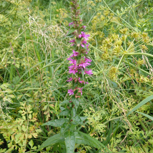 Photographie n°2429739 du taxon Lythrum salicaria L. [1753]