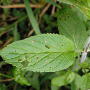 Photographie n°2429743 du taxon Mentha aquatica L. [1753]