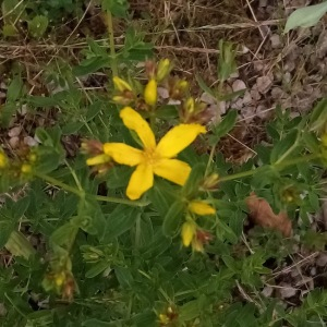 Photographie n°2429843 du taxon Hypericum perforatum L. [1753]