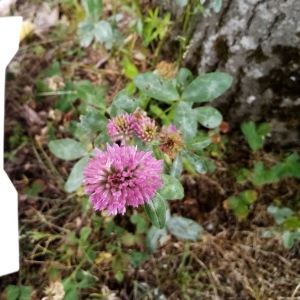 Photographie n°2429855 du taxon Trifolium pratense L. [1753]