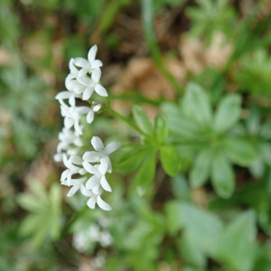 Photographie n°2429953 du taxon Galium odoratum (L.) Scop. [1771]