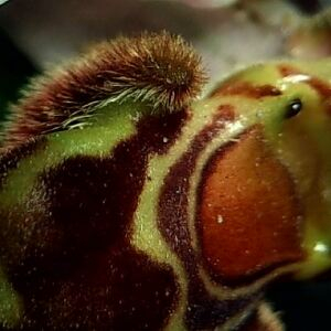 Photographie n°2430072 du taxon Ophrys apifera Huds. [1762]
