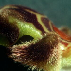 Photographie n°2430073 du taxon Ophrys apifera Huds. [1762]